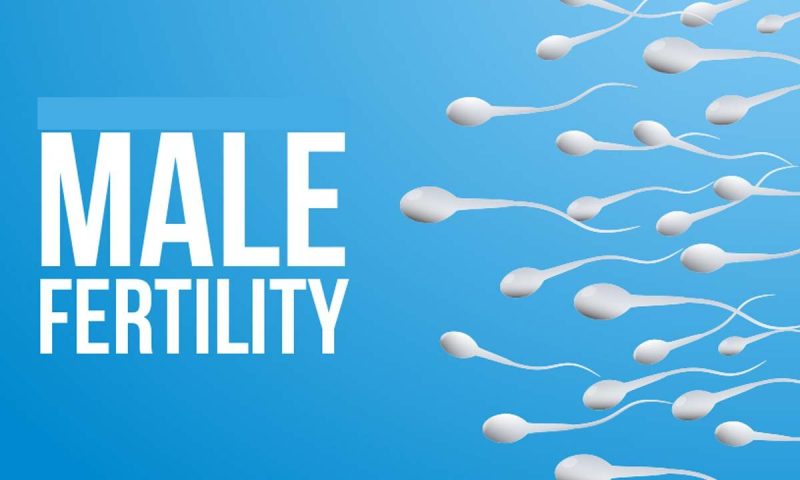 male fertility