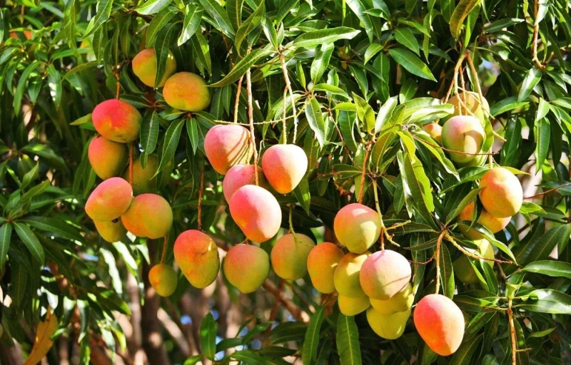 mango